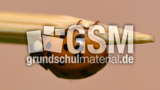 Asiatischer_Marienkäfer (6).jpg